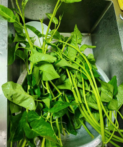 青叶白壳空心菜 青叶白壳空心菜