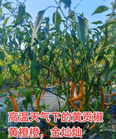 三樟黄贡椒 三樟黄贡椒