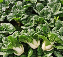 矮脚奶白菜 矮脚奶白菜