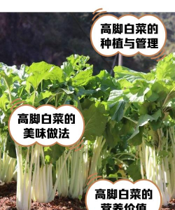 高脚奶白菜 高脚奶白菜