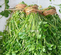 广东西洋菜 广东西洋菜