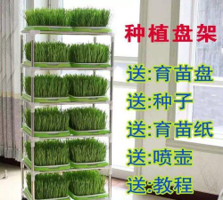 托盘种植芽菜怎么种植的 托盘种植芽菜怎么种植的