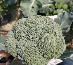 秀绿西蓝花 秀绿西蓝花