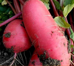 五缨水萝卜 五缨水萝卜