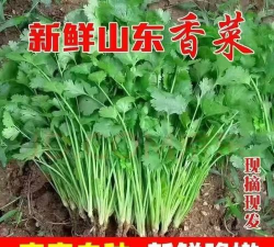 山东大叶香菜 山东大叶香菜