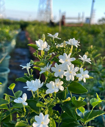 什么茉莉花花期最长 什么茉莉花花期最长