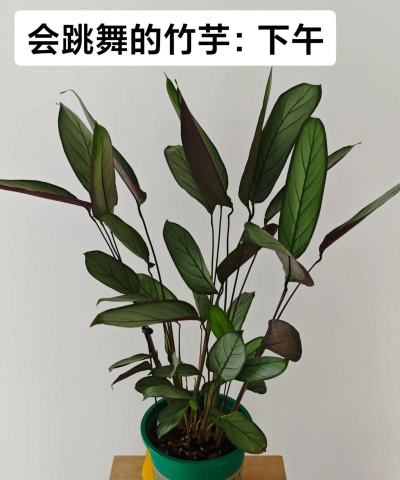 一盆竹芋能活多久 一盆竹芋能活多久