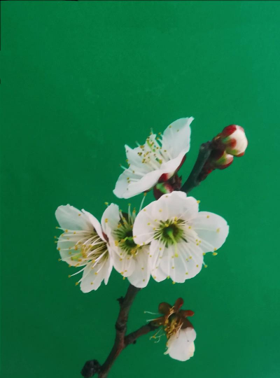 花的配乐有哪些 花的配乐有哪些