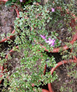 下山桩映山红怎么栽成活率高 下山桩映山红怎么栽成活率高