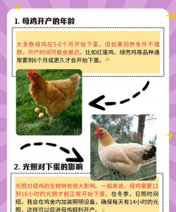 鸡一年能下多少蛋 鸡一年能下多少蛋