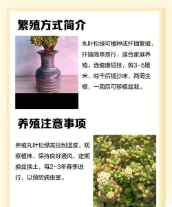 丸叶松绿的养殖方法和注意事项 丸叶松绿的养殖方法和注意事项