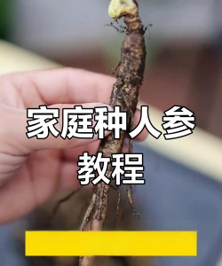 人参的种植方法 人参的种植方法