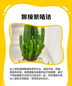 仙人掌繁殖方法 仙人掌繁殖方法