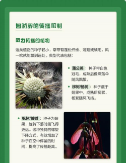 你还知道哪些植物传播种子的方法 你还知道哪些植物传播种子的方法