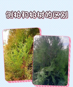 侧柏和柏树的区别 侧柏和柏树的区别