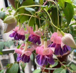 倒挂金钟扦插方法和时间 倒挂金钟扦插方法和时间