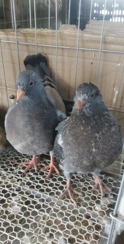 元宝鸽子的养殖方法 元宝鸽子的养殖方法