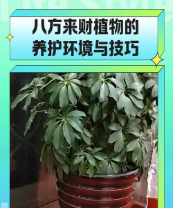 八方来财树的养殖方法 八方来财树的养殖方法