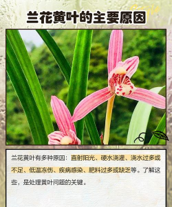 兰花为什么黄叶怎么办 兰花为什么黄叶怎么办