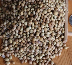 香菜种子什么品种最好 香菜种子什么品种最好