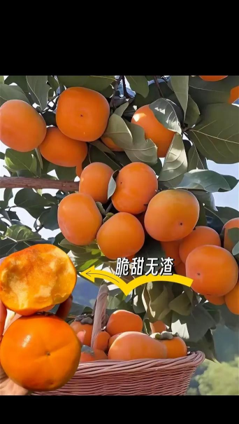 种植秋甜柿子怎么种植的 种植秋甜柿子怎么种植的