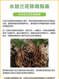 兰花怎么移栽 兰花怎么移栽