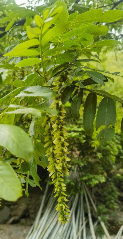 农村常见的树木300种 农村常见的树木300种
