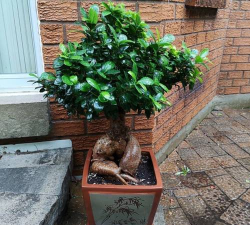 冬季好养的室内盆栽 冬季好养的室内盆栽