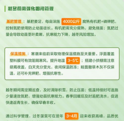 冬菠菜种植时间和方法 冬菠菜种植时间和方法