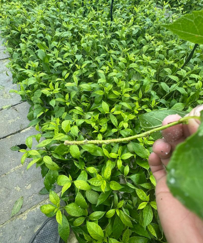 冬青小苗扦插育苗技术 冬青小苗扦插育苗技术