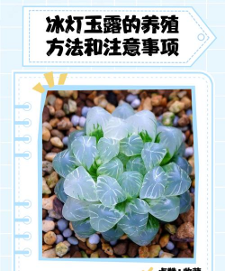 冰灯玉露的养殖方法和注意事项 冰灯玉露的养殖方法和注意事项