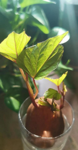 红薯什么时候种植怎么种植 红薯什么时候种植怎么种植