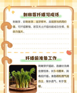 刺嫩芽怎么扦插能生根 刺嫩芽怎么扦插能生根