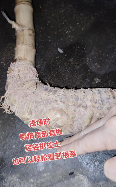 簕竹根怎样种能活 簕竹根怎样种能活