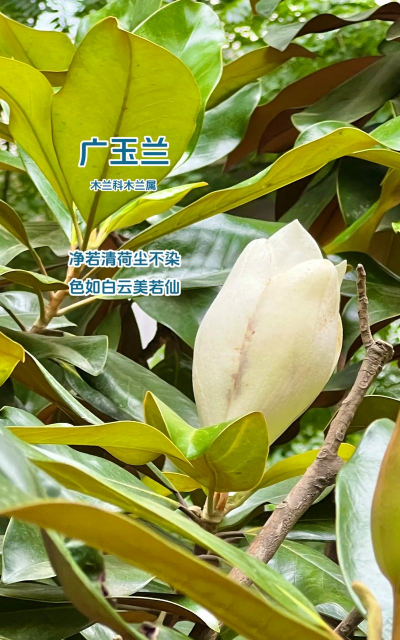 移植广玉兰应注意什么 移植广玉兰应注意什么
