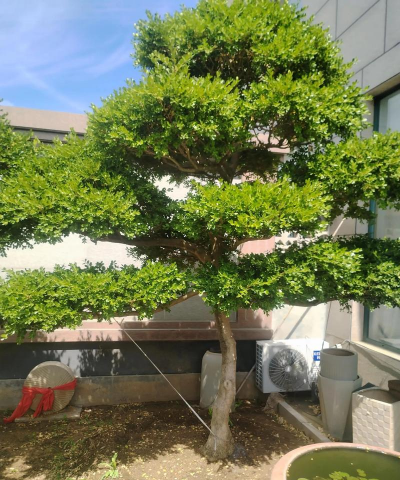 北方适合种植的名贵树 北方适合种植的名贵树