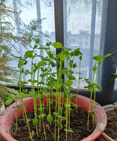 菜豆种植阳台怎么种植好 菜豆种植阳台怎么种植好