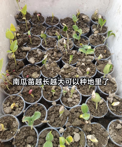 南瓜种子几天发芽 南瓜种子几天发芽