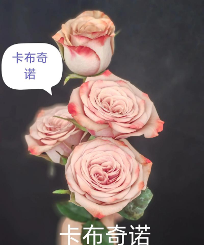 卡布奇诺玫瑰的花语 卡布奇诺玫瑰的花语