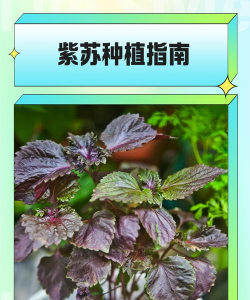 紫苏怎么种植,紫苏种植方法与注意事项 紫苏怎么种植,紫苏种植方法与注意事项