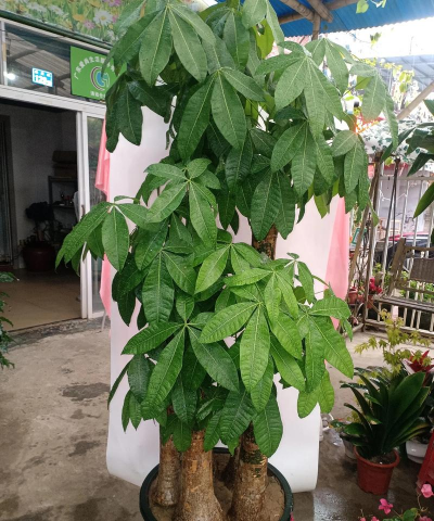 发财树为什么叫发财树 发财树为什么叫发财树