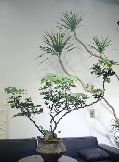 鸭掌木摆放什么位置好 鸭掌木摆放什么位置好