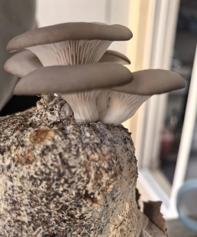 腐木种植平菇怎么种植 腐木种植平菇怎么种植