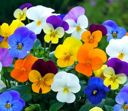 秋季花有哪些颜色 秋季花有哪些颜色