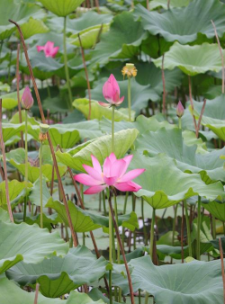 荷花开了什么的 荷花开了什么的