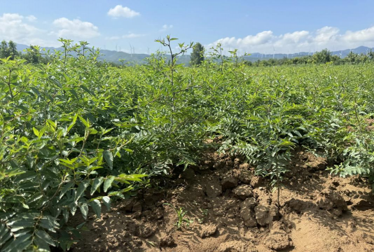 种植野酸枣怎么种植的呢 种植野酸枣怎么种植的呢
