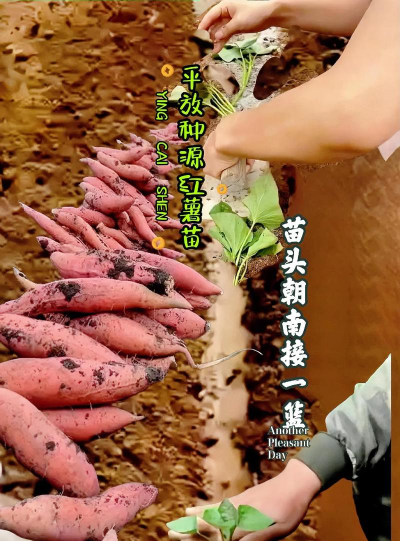 自家种植香芋怎么种植 自家种植香芋怎么种植