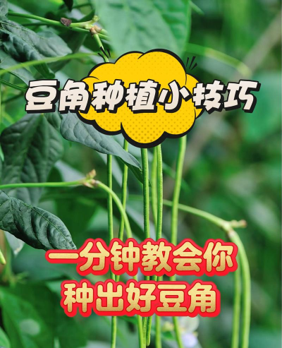 有机种植豆角怎么种植方法 有机种植豆角怎么种植方法