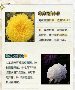 菊花什么时间点开放 菊花什么时间点开放