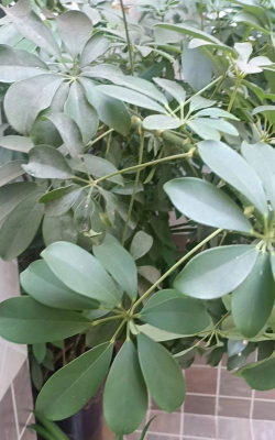 发财树树叶什么形状 发财树树叶什么形状